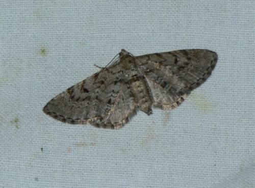 Réf. 181 614 : Eupithecia intricata
